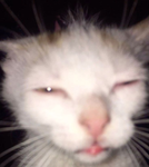 jǐnx