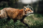 Ise wolf