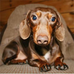 ######## dog #####
