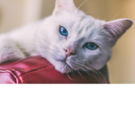 CuteCatGuy Fan Group!