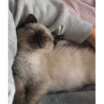 ⊱kitty⊰