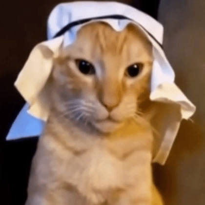 arab cat Roblox decal