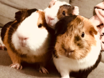 Lil_Hamsters