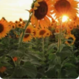 🌻