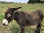 Fluffy donkeys