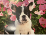 #CUTE Puppy Squad!!!
