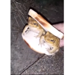 Frogs and cheese