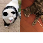 GachaTubers Group