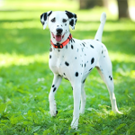 OREOTHEDALLY