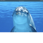 WE LOVE DOLPHINS