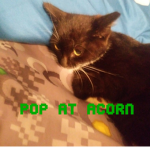 Pop at acorn