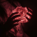 Rosévelle