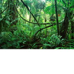 =-The jungle-=