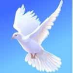 Pigeon !