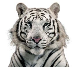 Tiger's Chat icon
