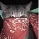 CatLifeyes sir