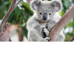 Cute Koala Bears