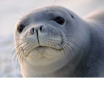 Seal support squad