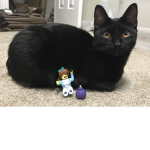 Roblox Cat United