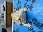 Bearded dragon cats And bunny