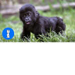 Baby gorillas are the best