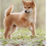||shiba inu|| club