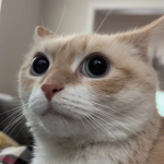 Skitiwi's UGC