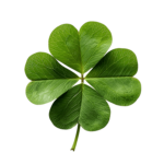 4leaf clover 그룹