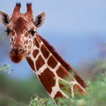 Giraffe Gang Forever