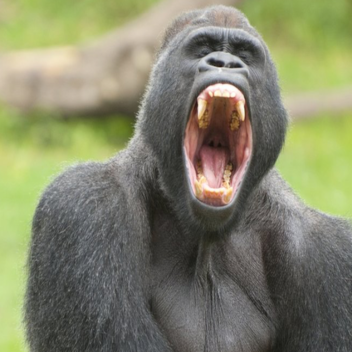 Gorilla