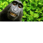Monkey du Brazil
