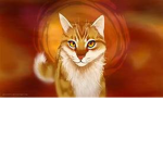 Warrior Cats Forever!!!
