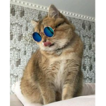 Cat Club IL