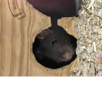 Cringe rat group