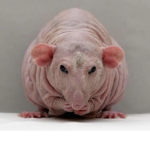 RATSSS<33