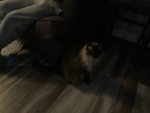 Cat god’s