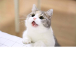 hoi there