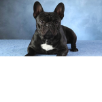 Frenchbulldogwars