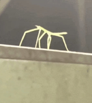 STICKxBUG fan group