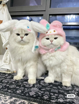 Funtime pets