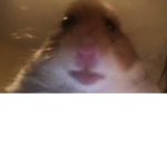 Hampster's EPIK group
