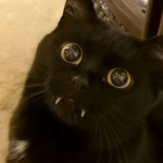 i like candy and cats