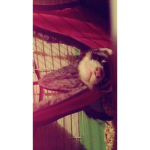 Ferret king