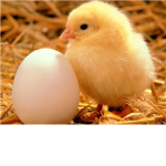 CHICKEN'S