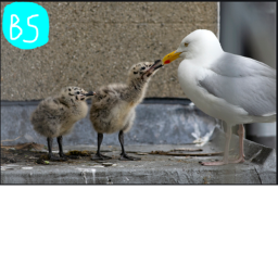Fledgling ceremony