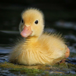 The Duck Rulers!