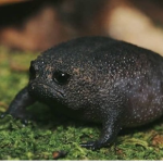 We are the Sad Frogs