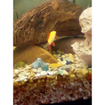 The fishy. Club
