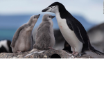 P_enguin gang