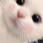 immaculate kitty